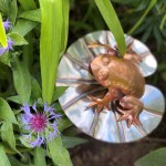 c. Copper Frog on Stainless Steel Lily Pad.jpg